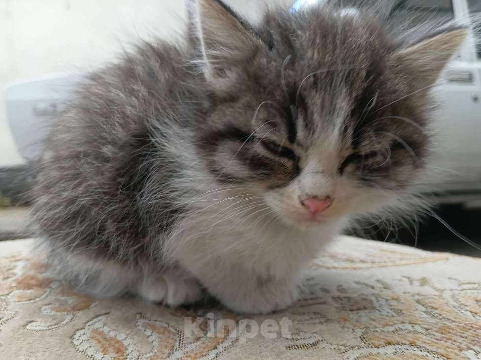 Кошки в Владикавказе: Котёнок в добрые руки Девочка, Бесплатно - фото 3