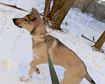 Собаки в Волгограде: Метис стаффорширского терьера Девочка, 1 руб. - фото 4