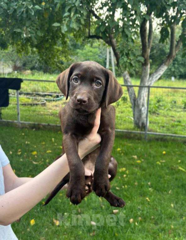 Собаки в Белгороде: Шоколадный лабрадор Мальчик, 35 000 руб. - фото 5