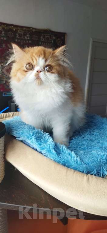 Кошки в Москве: Мега красивая ласкушечка Девочка, 30 000 руб. - фото 5