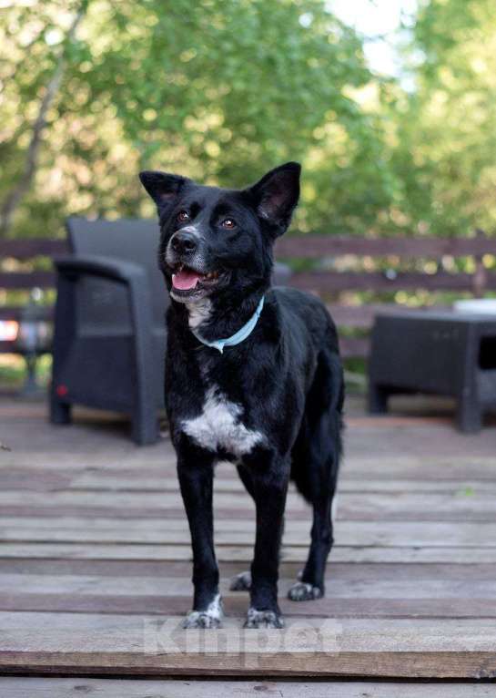 Собаки в Москве: Бимка, хороший парнишка ищет любовь человека Мальчик, Бесплатно - фото 3