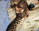 Кошки в Санкт-Петербурге: Бенгальский котенок,мальчик 2 мес Мальчик, 25 000 руб. - фото 5