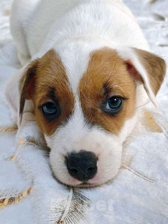 Собаки в других городах Московской области: Мальчик Парсон Рассел терьера Мальчик, 45 000 руб. - фото 2