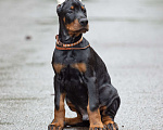 Собаки в Зеленограде: Доберман, крупный кобель 2 мес  Мальчик, 100 000 руб. - фото 5