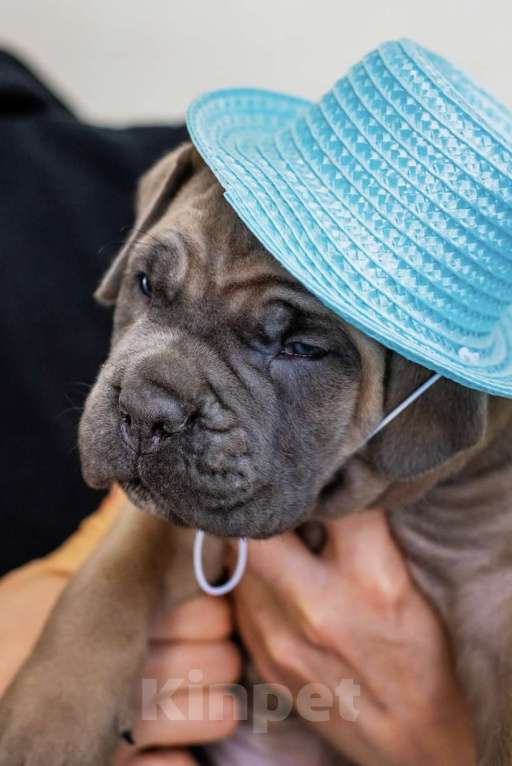 Собаки в Краснодаре: Продам щенков кане-корсо Мальчик, 100 000 руб. - фото 4