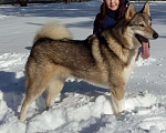 Собаки в Екатеринбурге: Лайка Ласка ищет дом (не для охоты), Бесплатно - фото 3
