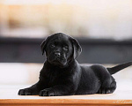 Собаки в Москве: Щенок лабрадора,девочка мальчик чёрный РКФ Мальчик, 50 000 руб. - фото 6