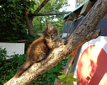 Кошки в Иваново: Отдадим в добрые руки двух замечательных котят. Мальчик, 1 руб. - фото 9