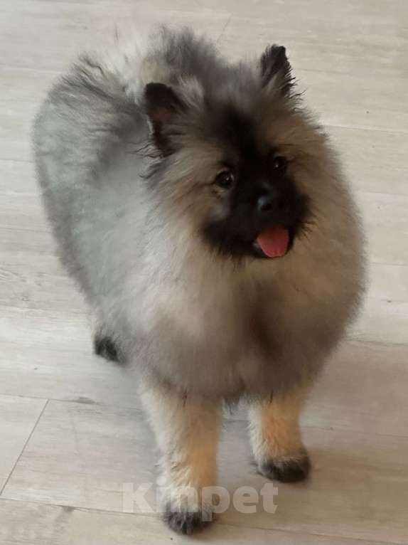 Собаки в Москве: Вольфшпиц КЕЕСХОНД Девочка, 100 000 руб. - фото 3