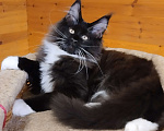 Кошки в Москве: Котик мейн кун Мальчик, 55 000 руб. - фото 3