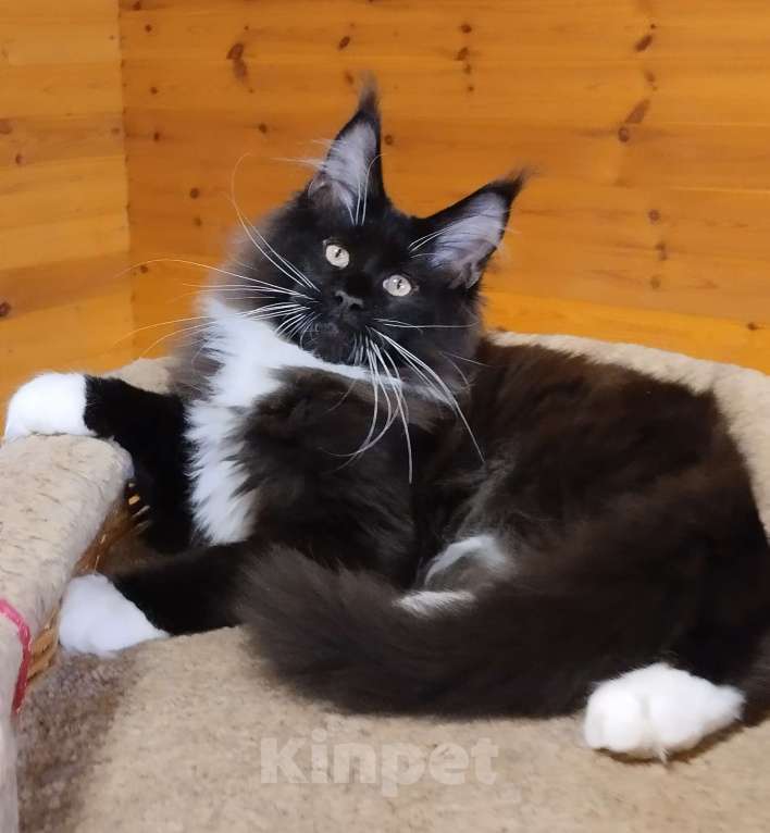 Кошки в Москве: Котик мейн кун Мальчик, 55 000 руб. - фото 3