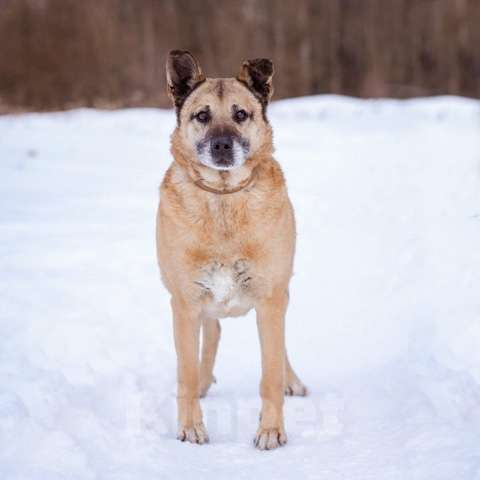 Собаки в Москве: Лепс ищет дом Мальчик, Бесплатно - фото 3