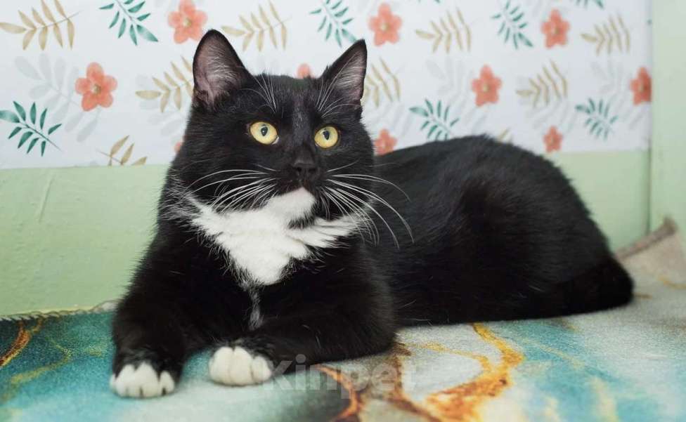 Кошки в Москве: Мишаня Мальчик, Бесплатно - фото 4