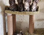 Кошки в Самаре: Котята Мейн-кун Разнополые, 20 000 руб. - фото 7