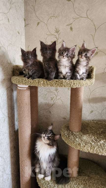 Кошки в Самаре: Котята Мейн-кун Разнополые, 20 000 руб. - фото 7