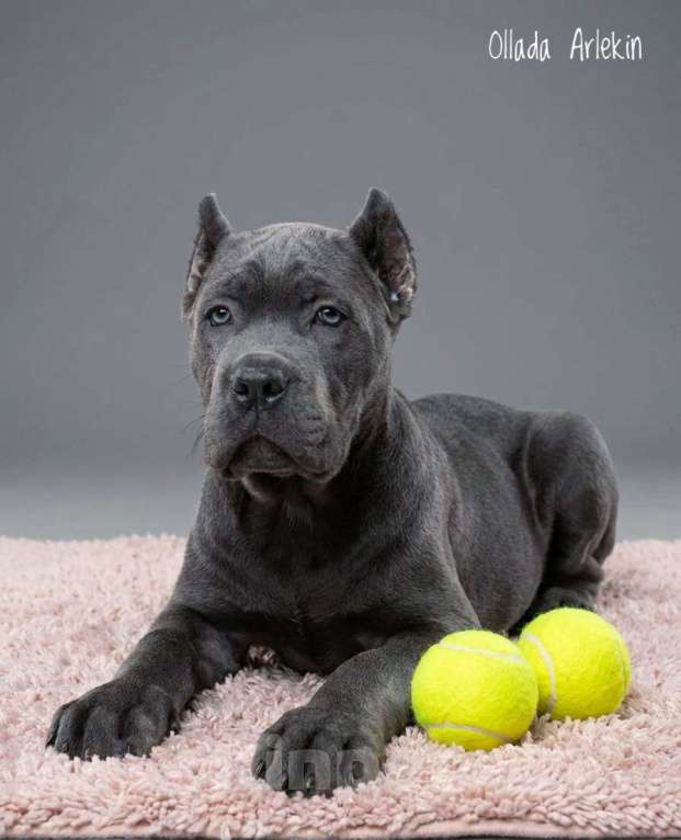 Собаки в Москве: Кане корсо серый мальчик. Мальчик, 100 000 руб. - фото 3