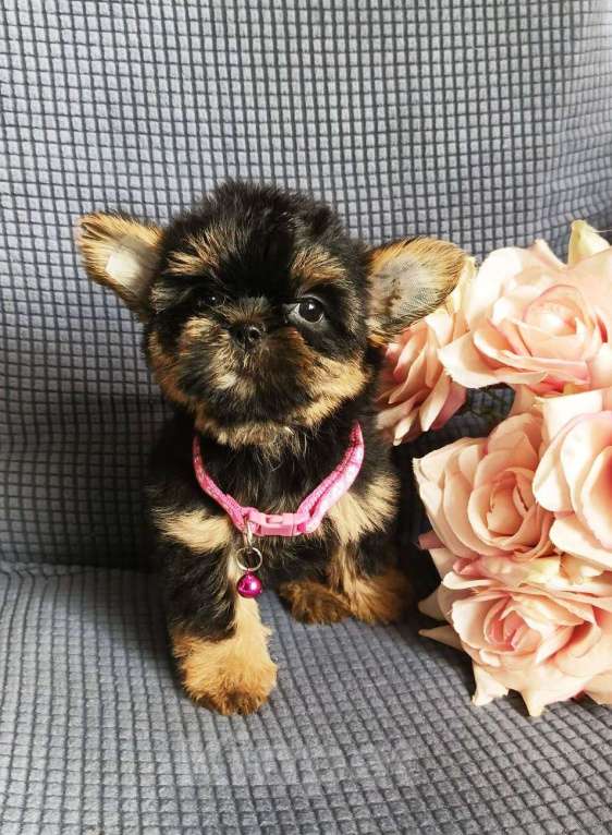 Собаки в Москве: Девочка йорши/шорки Девочка, 25 000 руб. - фото 3