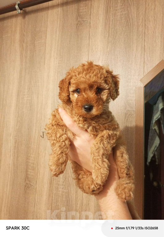 Собаки в Сатке: Продам очаровательную девочку, карликовый пуделек Девочка, 35 000 руб. - фото 2