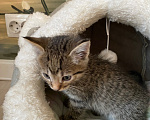 Кошки в Липецке: Котенок Мальчик, Бесплатно - фото 1
