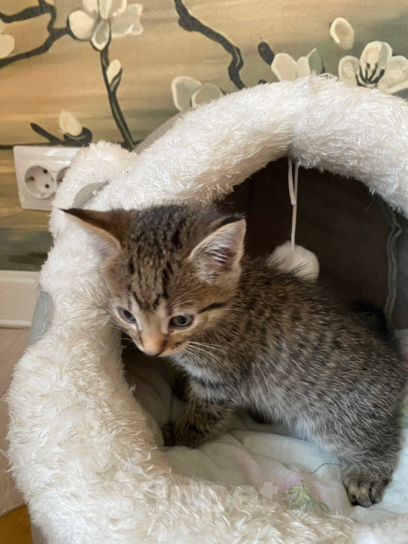 Кошки в Липецке: Котенок Мальчик, Бесплатно - фото 1