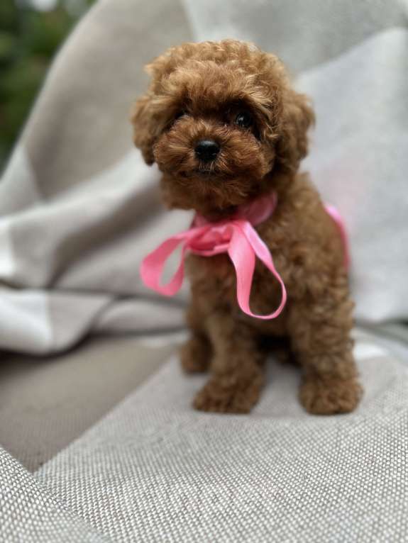 Собаки в Москве: Щенки мальтипу Девочка, 240 000 руб. - фото 10