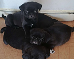 Собаки в Комсомольске-На-Амуре: Продам щенков породы мопс Девочка, 15 000 руб. - фото 2