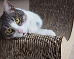 Кошки в Москве: Котик в добрые руки Мальчик, Бесплатно - фото 5