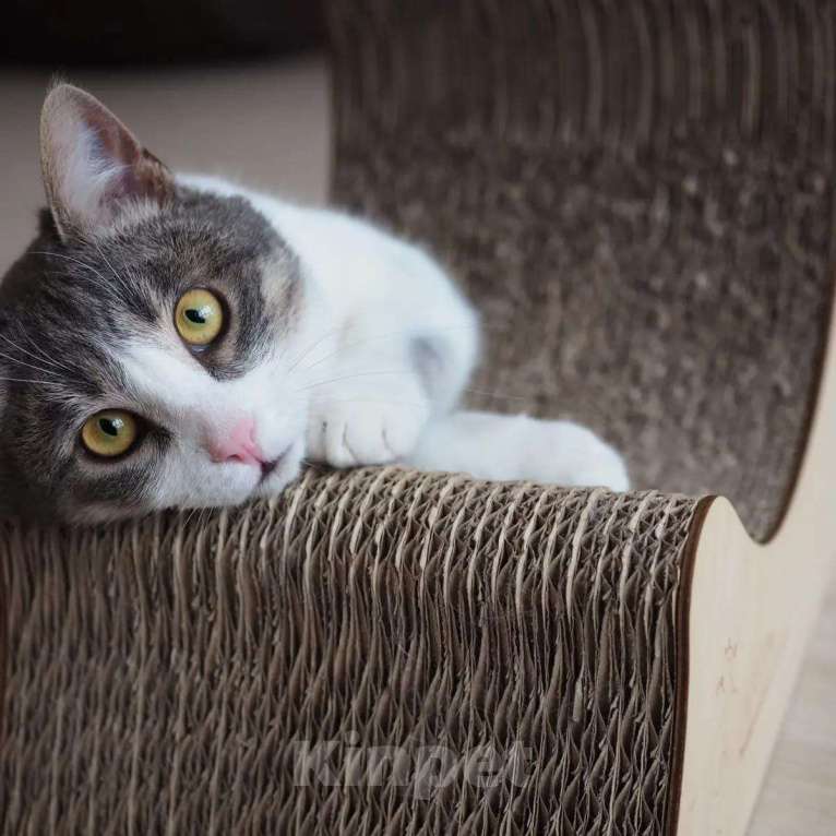 Кошки в Москве: Котик в добрые руки Мальчик, Бесплатно - фото 5