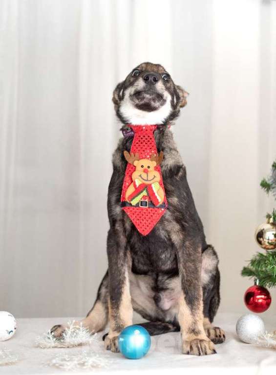 Собаки в Москве: Щенки метисы овчарки в добрые руки Мальчик, Бесплатно - фото 3