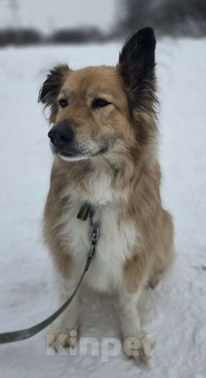 Собаки в Королеве: Пушистая и умная Лесси ищет дом Девочка, Бесплатно - фото 10