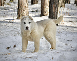Собаки в Красноярске: Девочка алабай Мальчик, 35 000 руб. - фото 2
