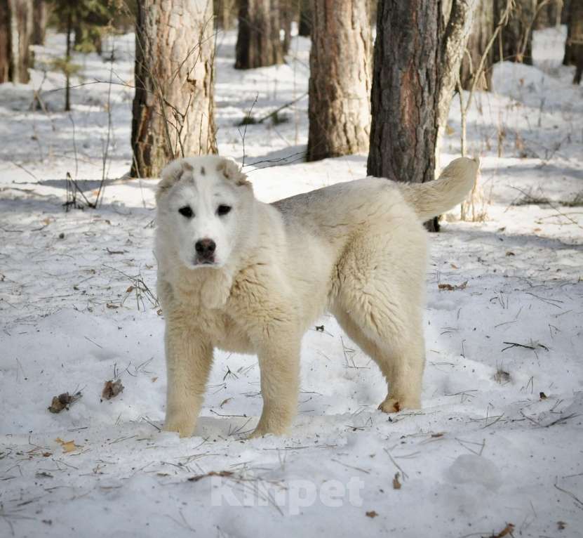 Собаки в Красноярске: Девочка алабай Мальчик, 35 000 руб. - фото 2