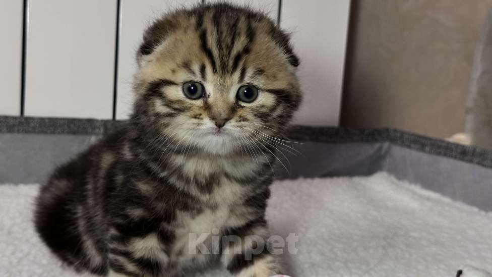 Кошки в других городах Московской области: Шотландская вислоухая кошечка Девочка, 18 000 руб. - фото 1