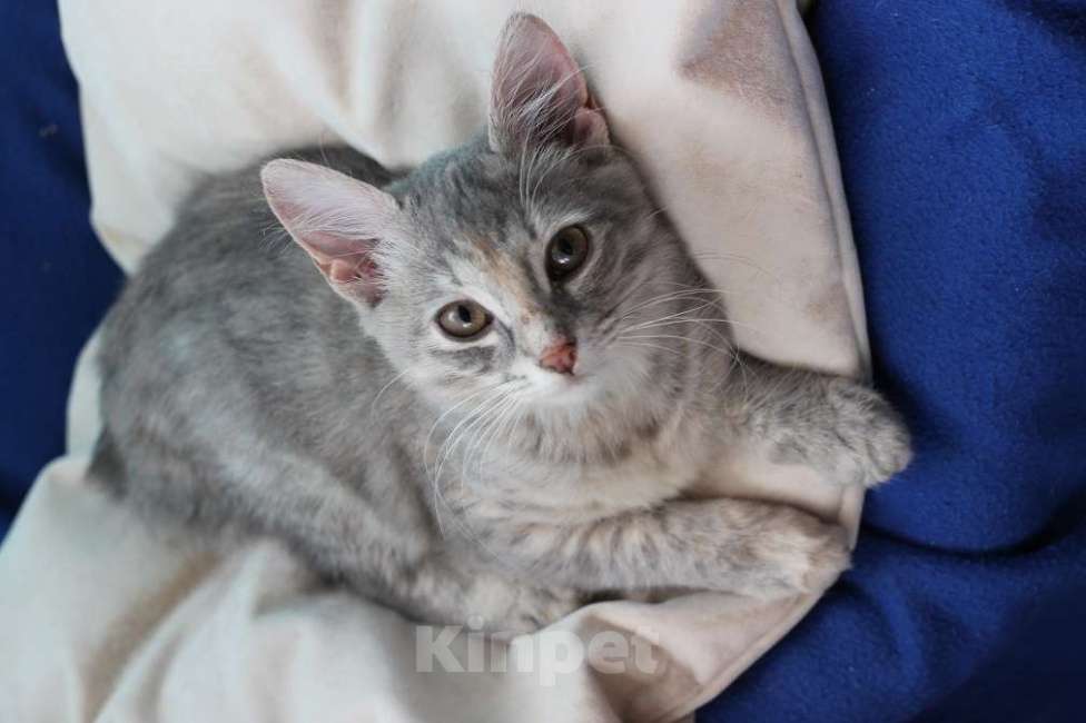 Кошки в Москве: Прелестная малышка Славушка! Котенок в добрые руки Девочка, Бесплатно - фото 5