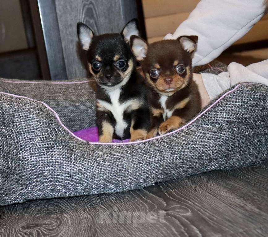 Собаки в Москве: Элитный мальчик чихуа Мальчик, 150 000 руб. - фото 8