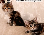 Кошки в Волгограде: Продается кошечка черепашка Девочка, 30 000 руб. - фото 2
