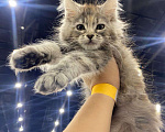 Кошки в Санкт-Петербурге: Котёнок Мейн-куна кошечка  Девочка, 30 000 руб. - фото 2