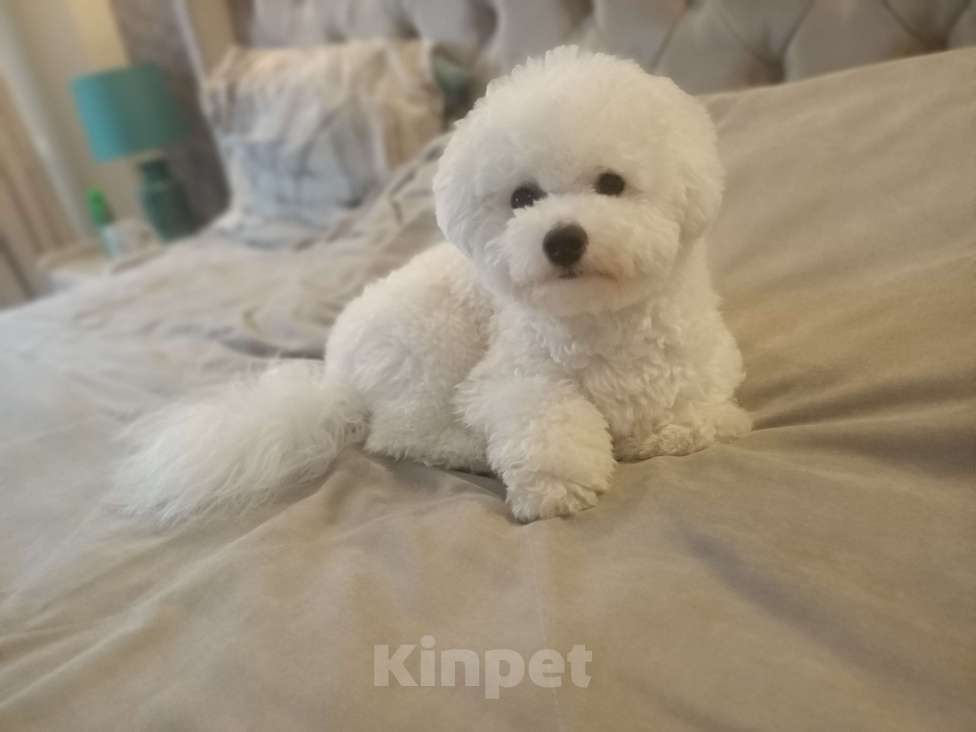 Собаки в Пушкино: Альбусия Девочка, 75 000 руб. - фото 2