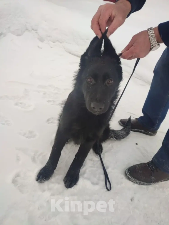 Собаки в Серове: Щенок немецкой овчарки Мальчик, Бесплатно - фото 1