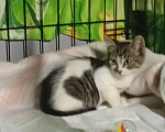 Кошки в Москве: Котенок Джеймс ищет дом Мальчик, Бесплатно - фото 3
