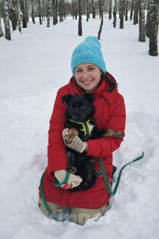 Собаки в Москве: Щенок Чио-Сан (девочка) в добрые руки! Девочка, Бесплатно - фото 6