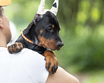 Собаки в Зеленограде: Доберман, крупный кобель 2 мес  Мальчик, 100 000 руб. - фото 4