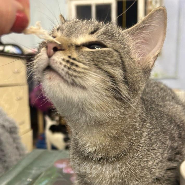 Кошки в Санкт-Петербурге: Сладкий малыш Джек Мальчик, Бесплатно - фото 3