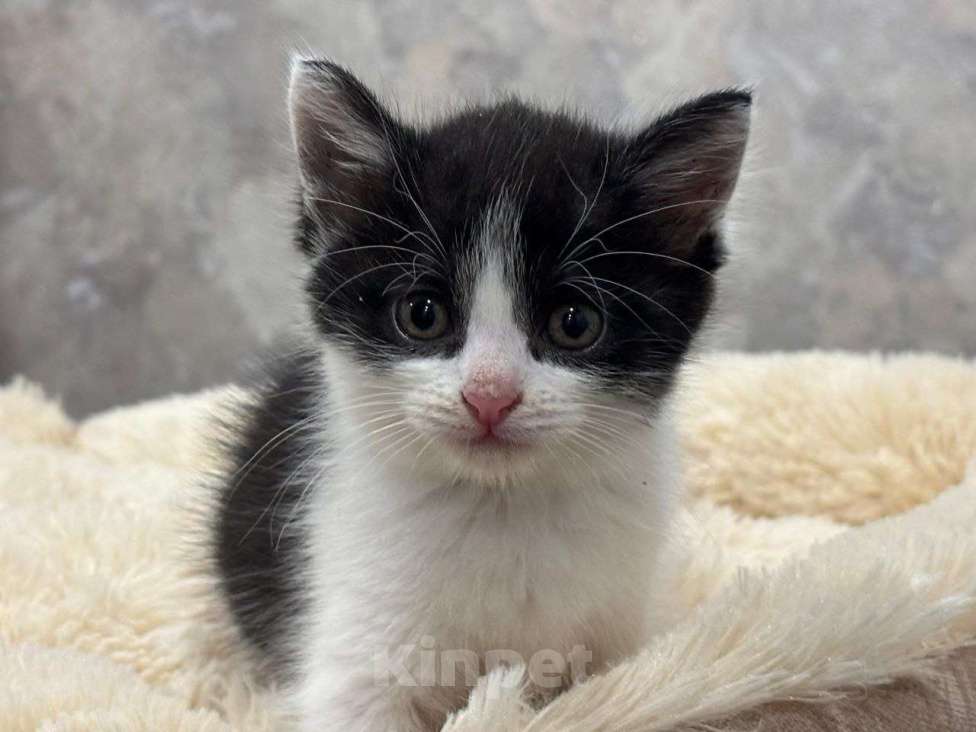 Кошки в Москве: Малютка Шанечка. Котенок в добрые руки. Девочка, Бесплатно - фото 4