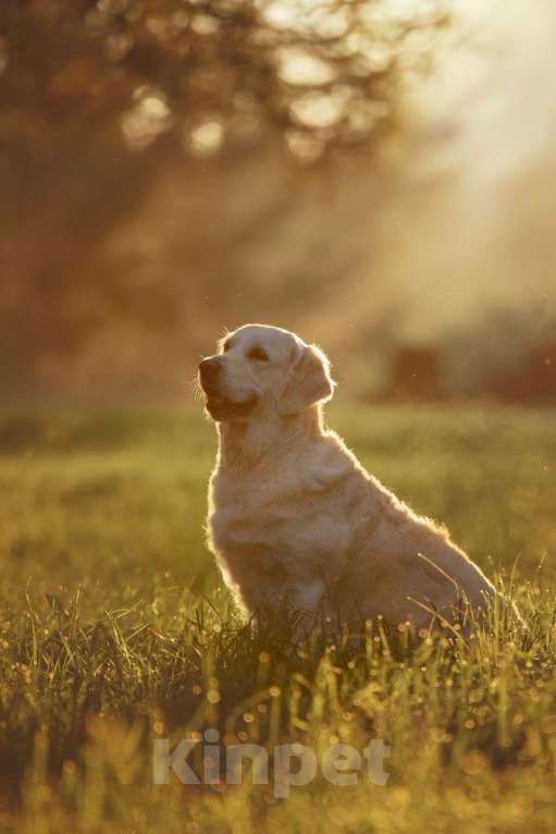 Собаки в Санкт-Петербурге: Щенки золотистого ретривера  Девочка, 90 000 руб. - фото 6