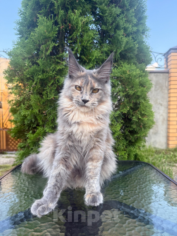 Кошки в Чехове: Мейн-кун котенок Девочка, 40 000 руб. - фото 2