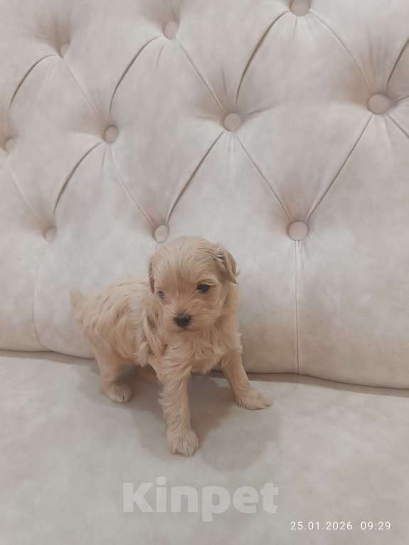 Собаки в Краснодаре: Продаю мальтипу  f1, дата рождения 28.12.2025. Мама мальтийская болонка, папа той пудель Китай Девочка, 80 000 руб. - фото 2