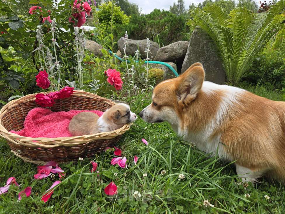 Собаки в Рыбинске: Продаю щенка вельш корги пемброк Девочка, Бесплатно - фото 3