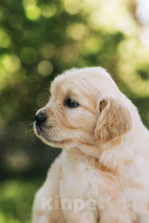 Собаки в Воронеже: Золотистый ретривер Воронеж  Мальчик, 60 000 руб. - фото 6