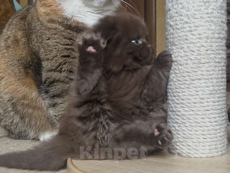 Кошки в Москве: Шоколадный вислоухий длинношерстный котик Мальчик, 50 000 руб. - фото 3